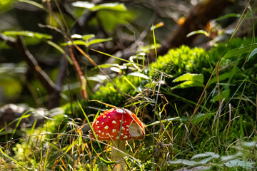 mushroom, rot, giftpilz, wald, herbst, pilz, natur, wulstlinge, pilz, weiß, gift, gras, giftig,...