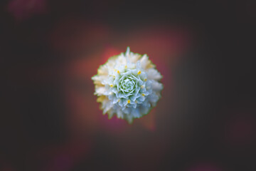 Close up of white Globe Amaranth flowers