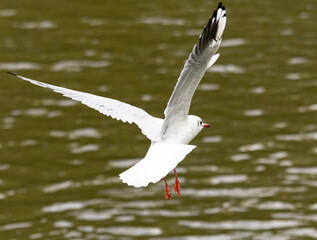 bird, möve, gull, meer, fliegender, fliegen, natur, tier, flügel, wasser, himmel, wild lebende tiere, schnabel, freiheit, see, schweben