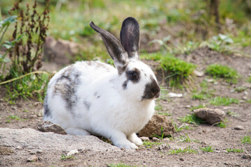A black and white rabbit sits on the ground.