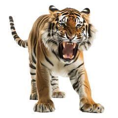Obraz premium white bengal tiger
