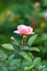 rose flower in the garden