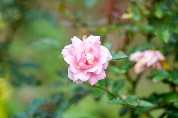 rose flower in the garden