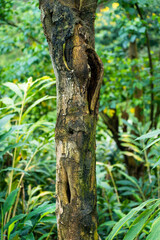 tree in the woods