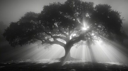 Fototapeta premium Majestic Ancient Tree in a Misty Forest with Ethereal Light