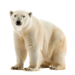 white polar bear
