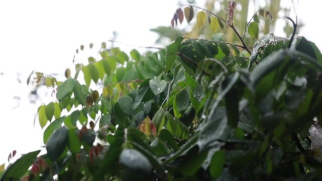 Large drops of rainwater fell on the branches of the star fruit tree, Averrhoa carambola.
