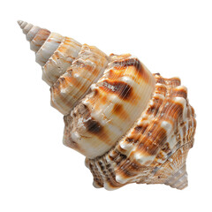 Obraz premium sea shell isolated on white