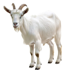 Fototapeta premium goat on white background