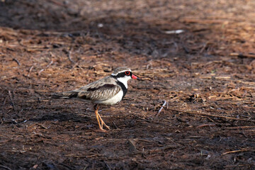Portrait of a Black-fronted Dotterel bird standing on the ground