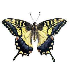 butterfly isolated on white