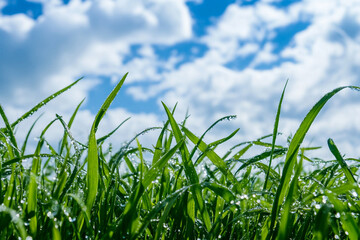 Obraz premium Fresh Green Grass and Blue Sky Horizon: Tranquil Outdoor Nature Scene