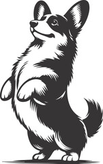 Pembroke Welsh corgi dog silhouette vector design