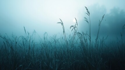 Obraz premium Misty Morning Over a Field of Wild Grass