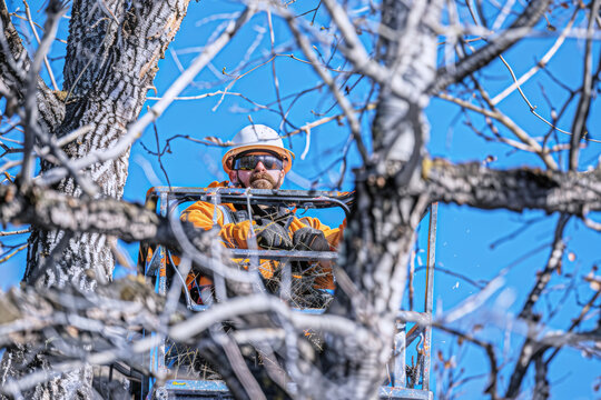 Tree trimmer in a bucket lift among bare branches in winter