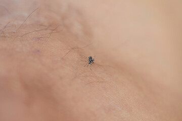Close-up view of Mosquito sucking blood on human skin