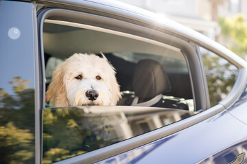 Dog looking out of the window of a smart car