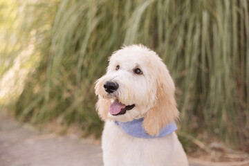 Happy dog outside with a bandana