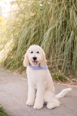 Happy dog looking at camera sitting on a sidewalk