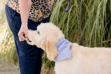 Dog getting a treat by owner