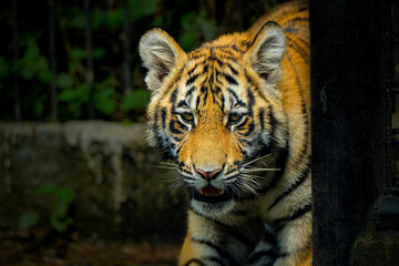 Adorable Tiger Cubs. The Bengal tiger