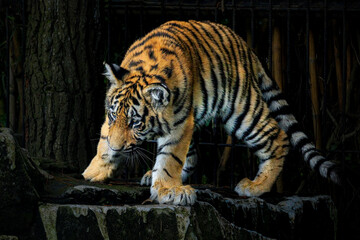 Adorable Tiger Cubs. The Bengal tiger