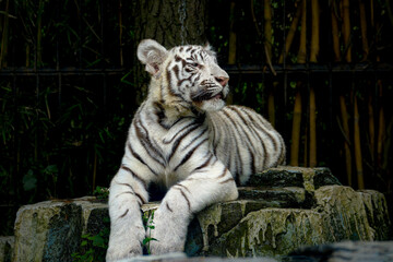 Portrait juvenile Bengal white tiger