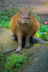 Adult and young capybara -hydrochoerus hydrochaeris
