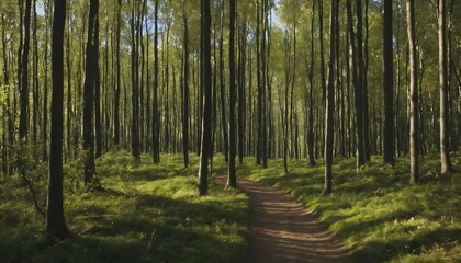 Obraz premium Tranquil forest path winding through lush green trees under soft sunlight