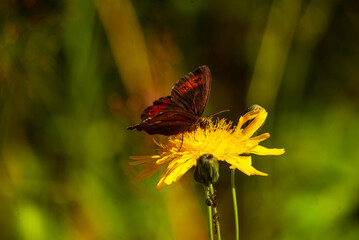 Red Admiral Butterfly Feeding on Bright Yellow Dandelion. Exquisite Close-up of Insect and Wildflower in Finland's Summer Landscape