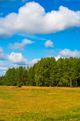 Summer Meadow with Pine Forest and Fluffy Clouds in Finnish Countryside. Golden wildflower field beneath dramatic cumulus clouds showcasing typical Nordic rural landscape