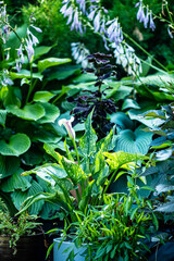 nice flowers in the garden