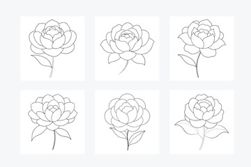 Peony Flower Colorful Vector Art Illustration Design Image Set