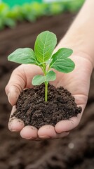 A close-up of a hand holding a small plant in rich soil, symbolizing growth, nurturing, and environmental care.