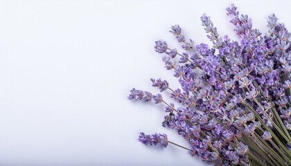 Fototapeta premium ラベンダーの花に囲まれたフレーム4