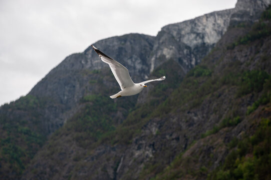 The larids (Laridae) are a family of birds of the order Charadriiformes known colloquially as seagulls or pavans.