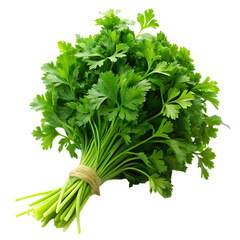bunch of parsley isolated transparent background