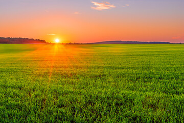 Picturesque sunset over a green field of young sprouts of winter wheat