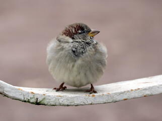 Close-up of a young male house sparrow sitting on the fence of an old park. A cold cloudy autumn day. A light blurred background.