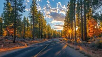 A winding asphalt road through a forest, lined with tall pine trees with vibrant autumn foliage, bathed in the golden light of a setting sun, casting long shadows across the road.