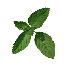 herbs, mint, tea, isolate. Fresh Melissa officinalis, branch and leaves Isolated