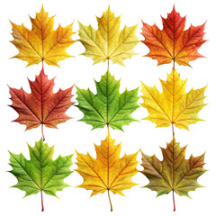 Obraz premium Colorful Maple Leaves Arrangement on White Background