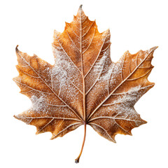 Frosty Brown Leaf on a White Background