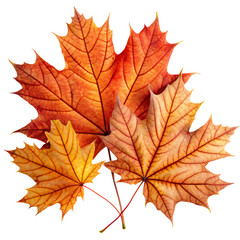 Obraz premium Autumn Leaves in Vibrant Colors