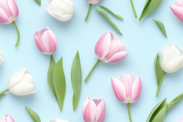 Obraz premium A vibrant arrangement of pink and white tulips on a soft blue background, ideal for spring and floral-themed projects.