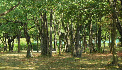 スポーツ公園内の整備された森