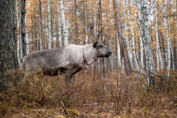 The Reindeer in the woods