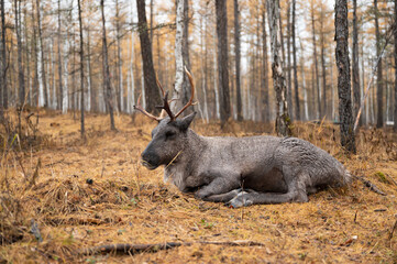 Reindeer resting on the ground in the woods.