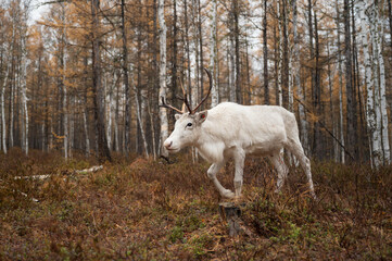 The Reindeer in the woods