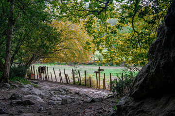 Horse in the forest of Zugarramurdi. Navarra. Spain